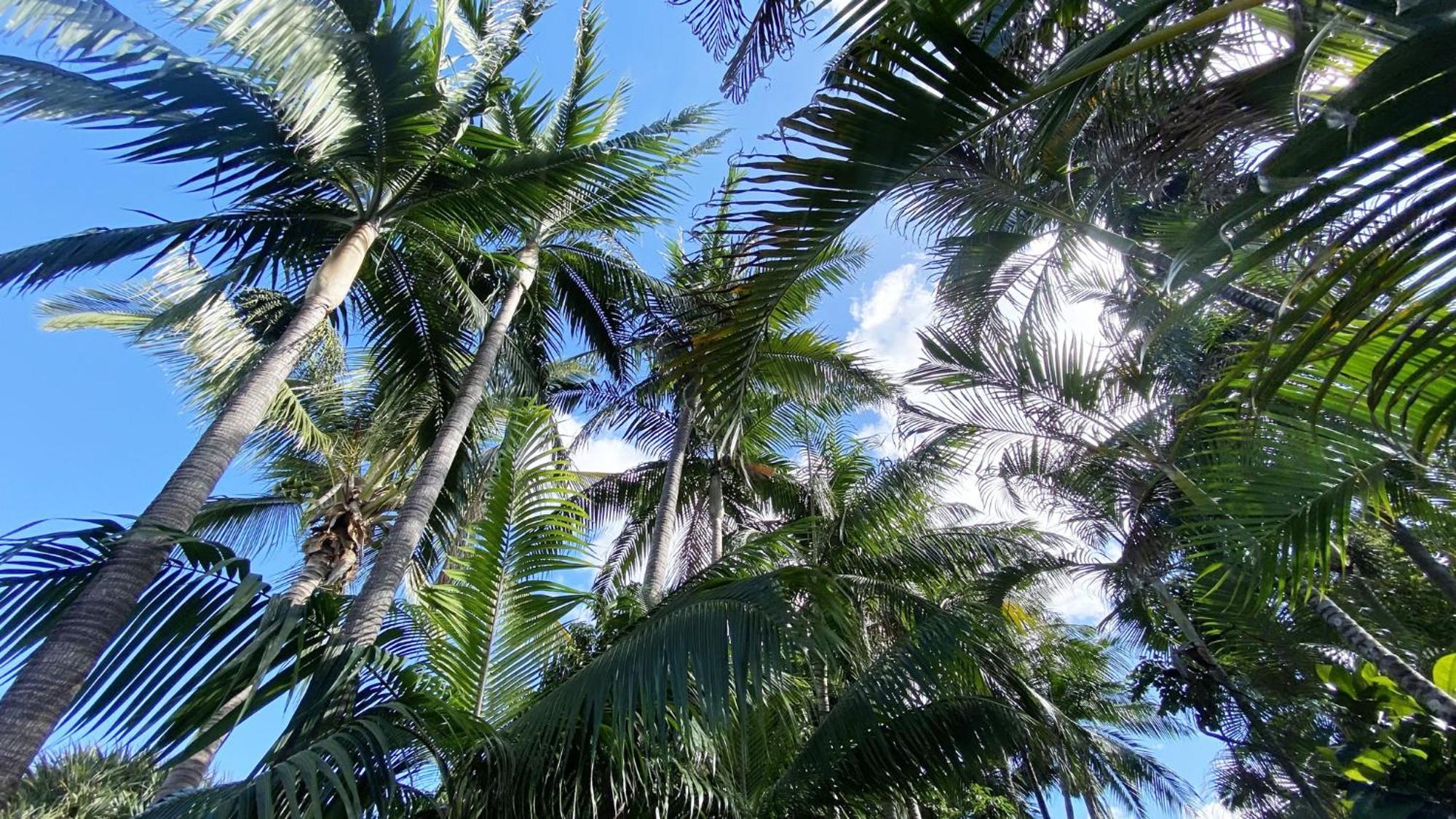 Coliver - Coliving A La Reunion Сен-Пиер Екстериор снимка