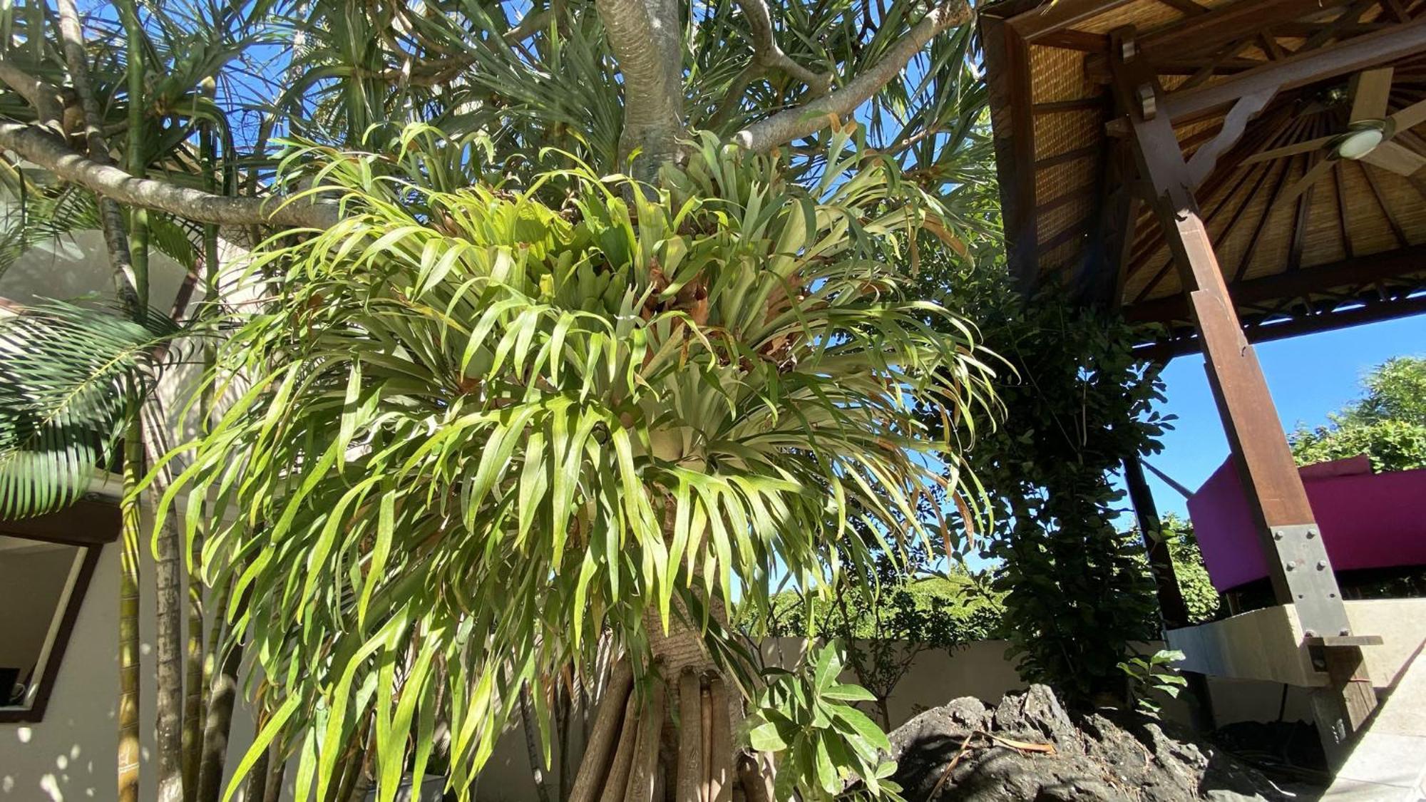Coliver - Coliving A La Reunion Сен-Пиер Екстериор снимка