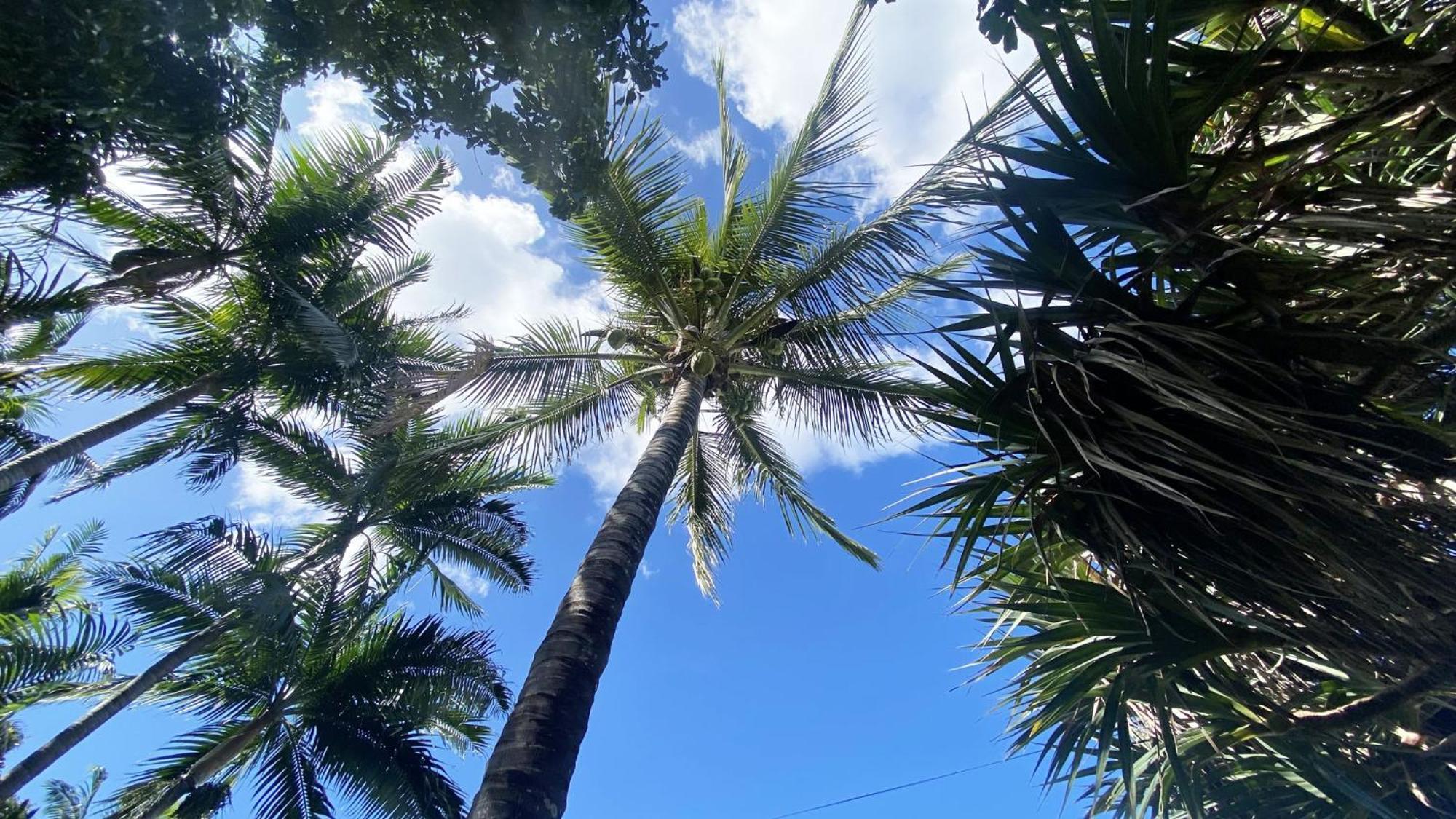 Coliver - Coliving A La Reunion Сен-Пиер Екстериор снимка